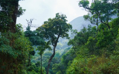 It was popularised in the 1960s with the release of Letraset sheets containing Lorem Ipsum passages