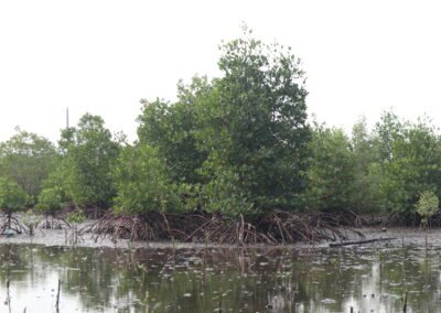 Lokasi mangrove