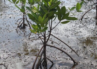 Bibit mangrove