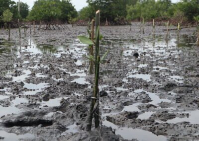 Bibit mangrove yang baru ditanam